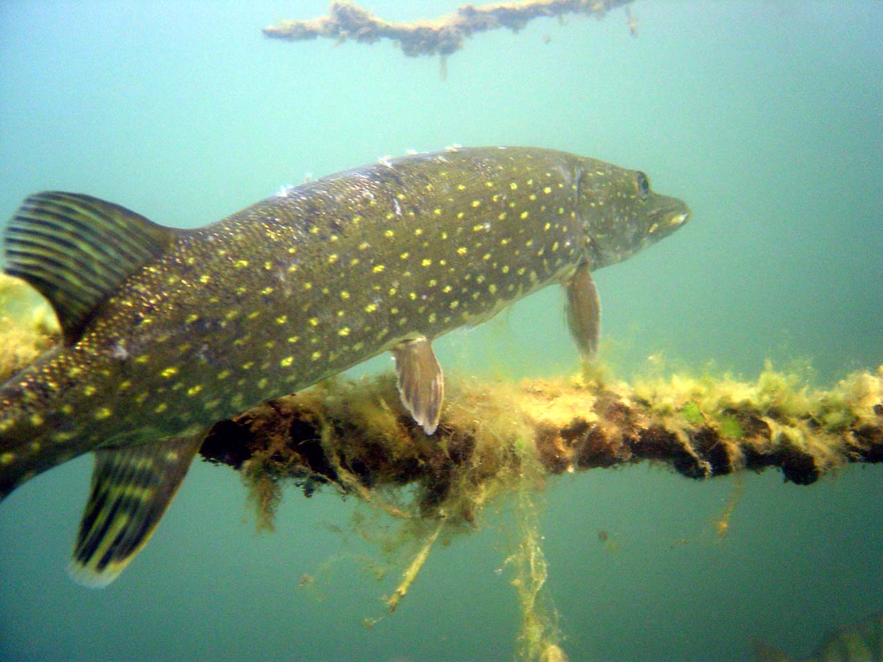Northern Pike (Esox lucius) - Wiki; Image ONLY