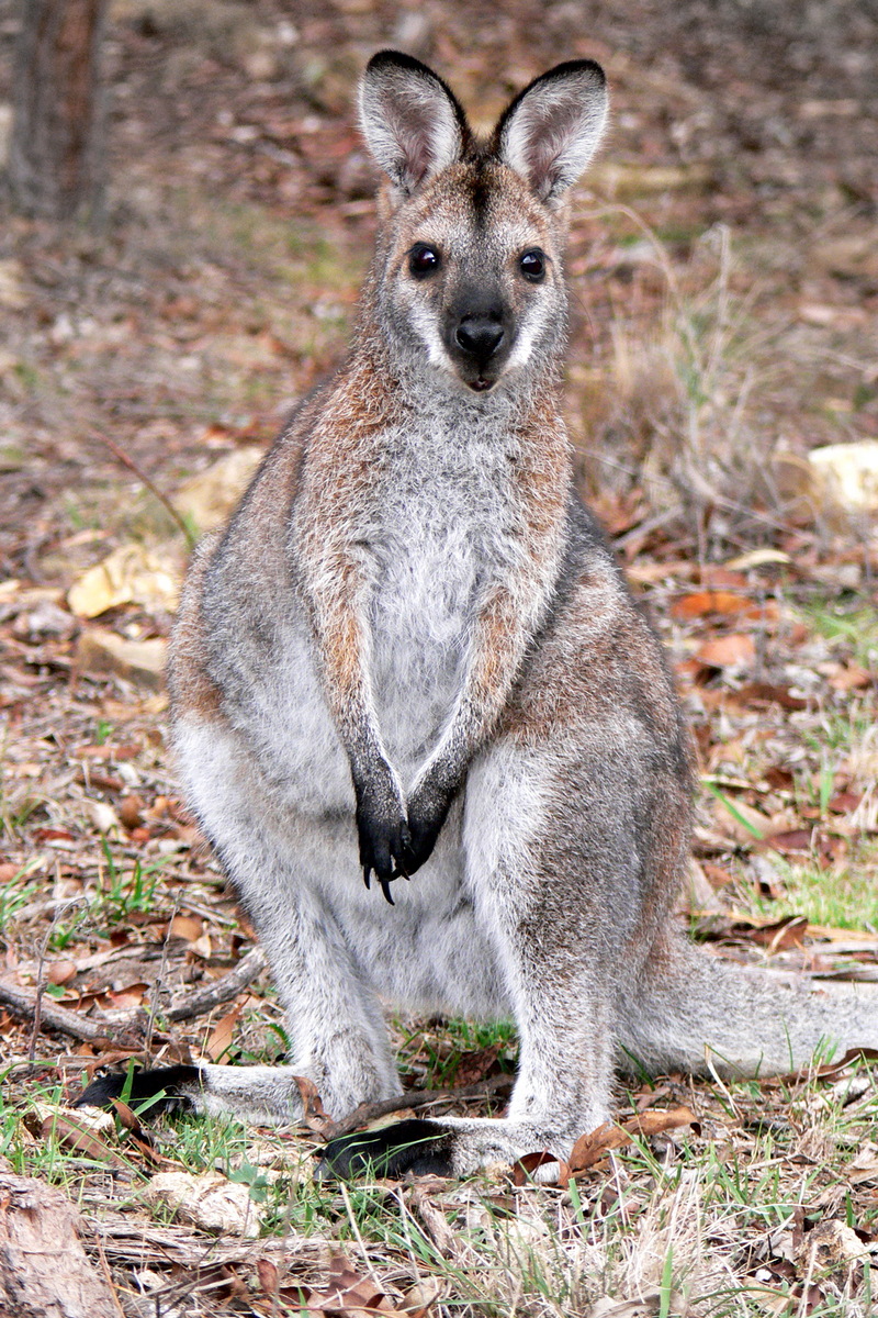 Red-necked Wallaby rufogriseus) - Wiki