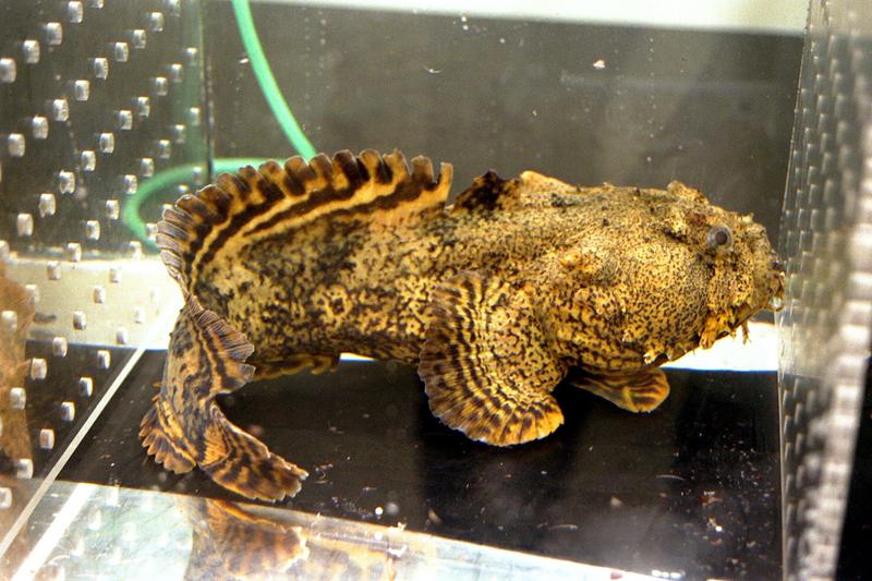Oyster Toadfish (Opsanus tau) - Wiki; DISPLAY FULL IMAGE.