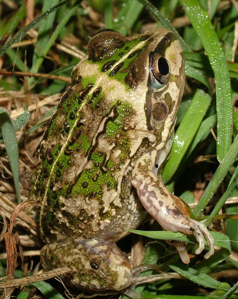 Rough Frog (Cyclorana verrucosa) - Wiki; DISPLAY FULL IMAGE.