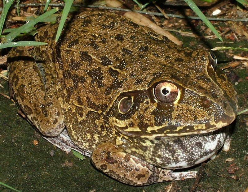 New Holland Frog (Cyclorana novaehollandiae) - Wiki; DISPLAY FULL IMAGE.