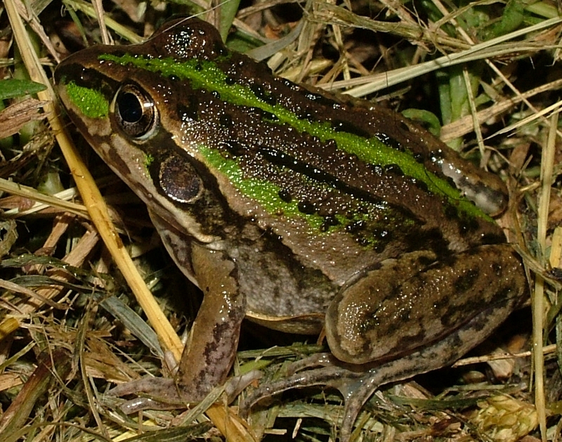 Striped Burrowing Frog (Cyclorana alboguttata) - Wiki; DISPLAY FULL IMAGE.