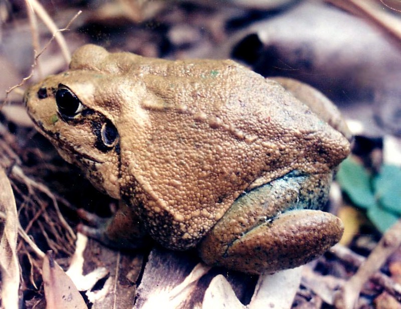 Giant Frog (Cyclorana australis) - Wiki; DISPLAY FULL IMAGE.