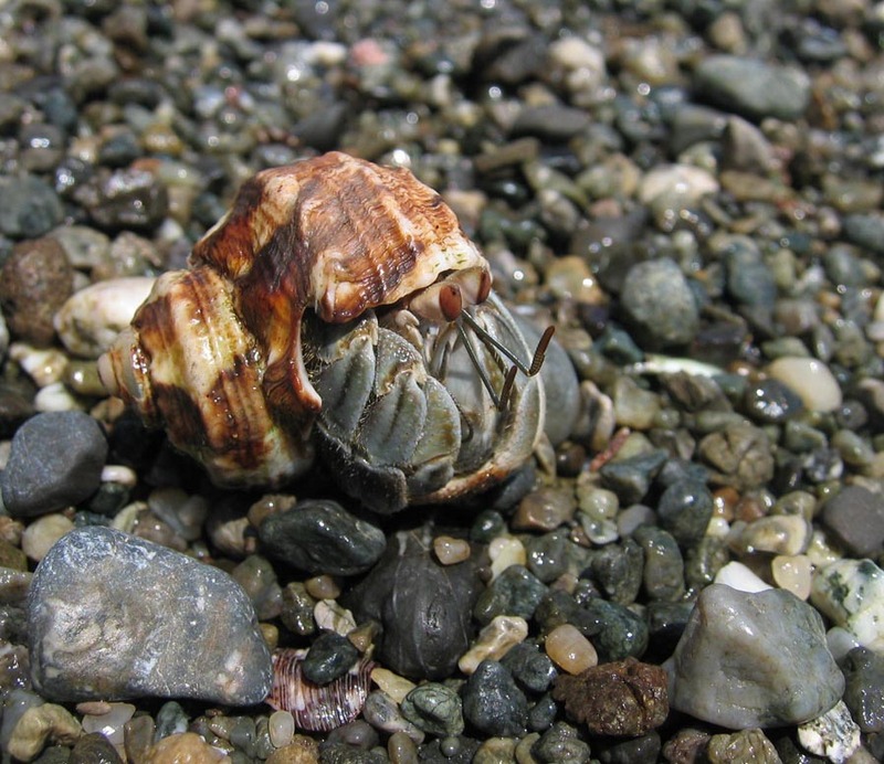 Ecuadorian Hermit Crab (Coenobita compressus) - Wiki; DISPLAY FULL IMAGE.