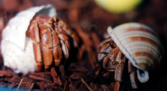 Australian Land Hermit Crab (Coenobita variabilis) - Wiki; Image ONLY