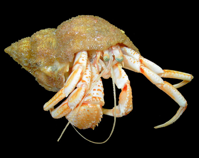 Common Hermit Crab (Pagurus bernhardus) - Wiki; Image ONLY