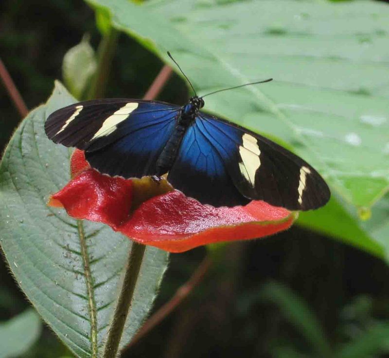 Sara Longwing Butterfly (Heliconius sara) - Wiki; DISPLAY FULL IMAGE.