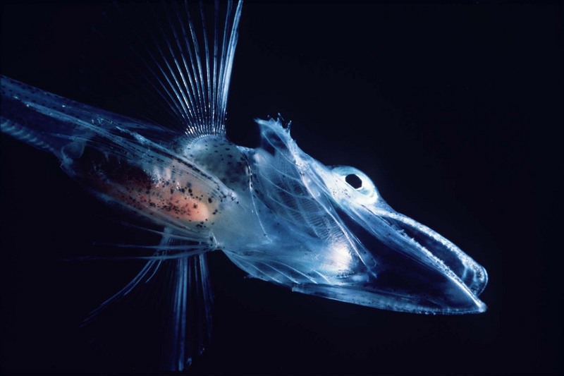 Icefish (Notothenioidei) - Wiki; DISPLAY FULL IMAGE.