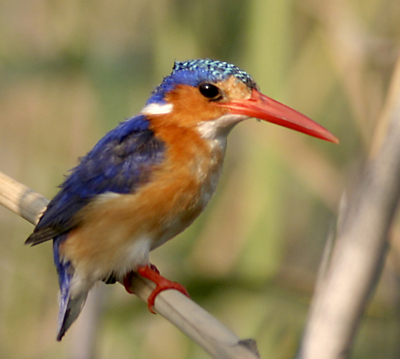 Malachite Kingfisher (Alcedo cristata) - Wiki; DISPLAY FULL IMAGE.