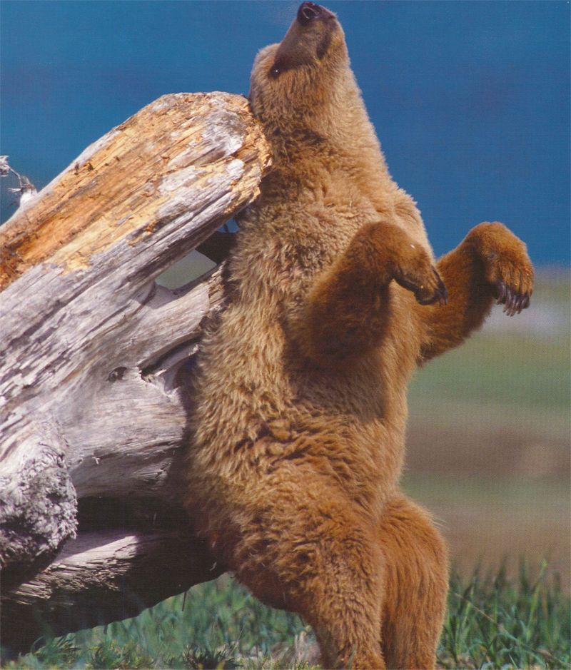 NLS-Animal Antics-bear; DISPLAY FULL IMAGE.