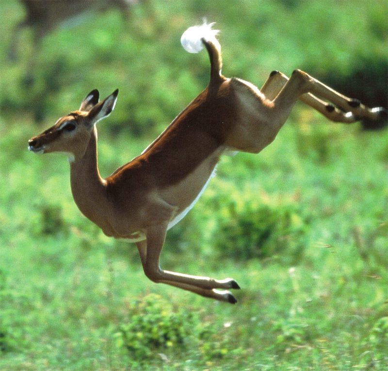 NLS-Animal Antics-deer; DISPLAY FULL IMAGE.