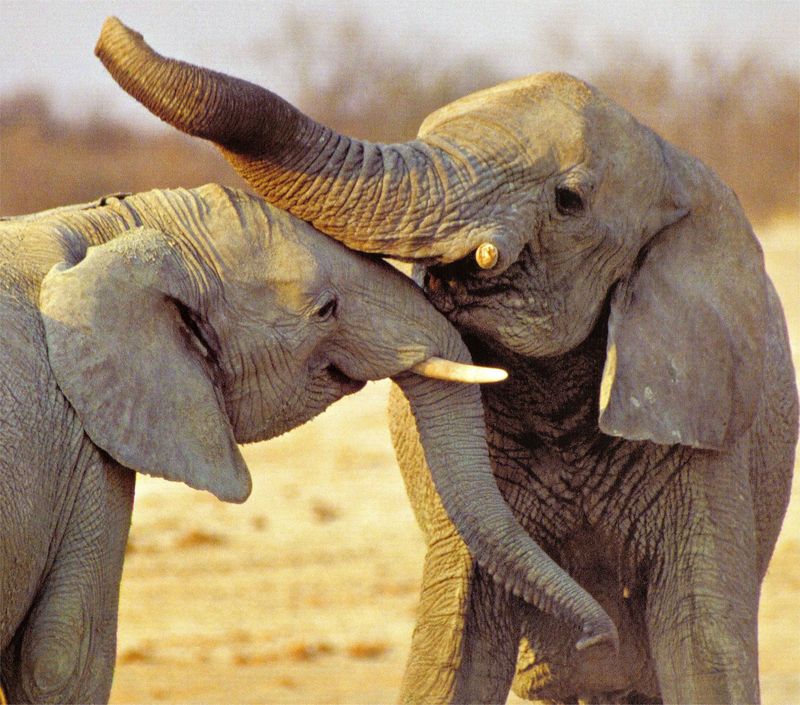 NLS-Animal Antics-Elephants; DISPLAY FULL IMAGE.