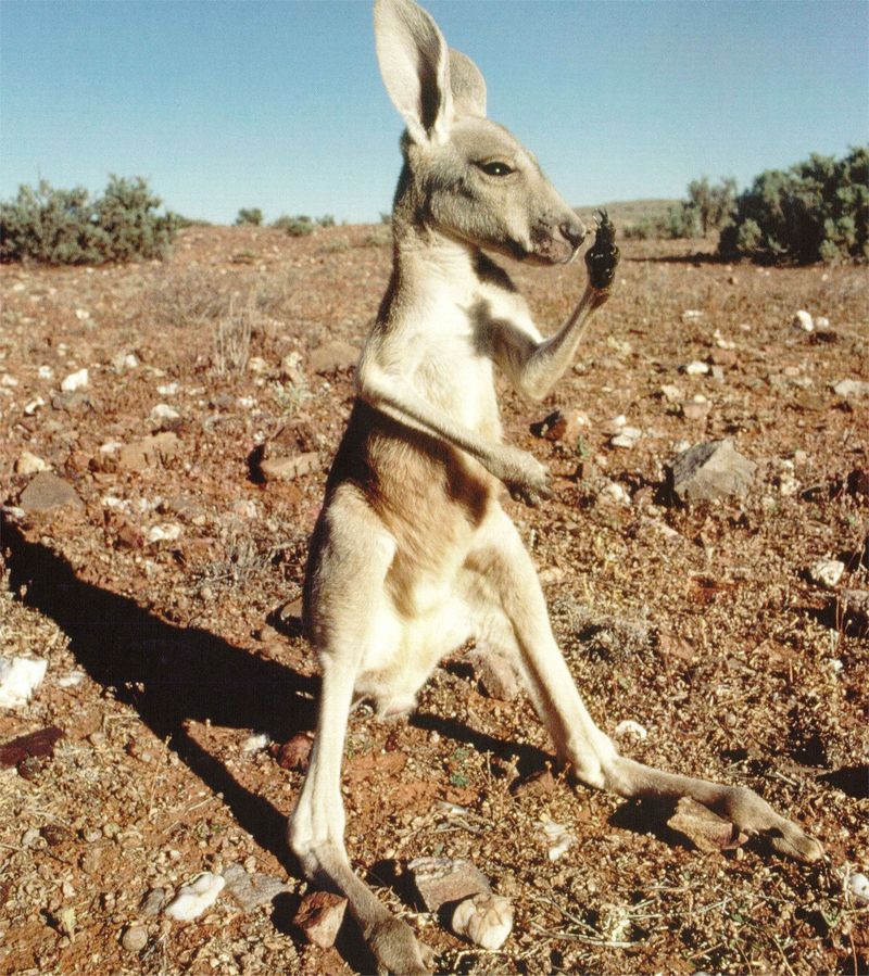 NLS-Animal Antics-Kangaroo; DISPLAY FULL IMAGE.