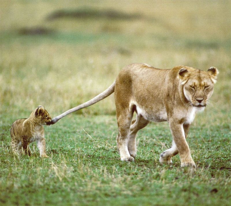 NLS-Animal Antics-lions; DISPLAY FULL IMAGE.