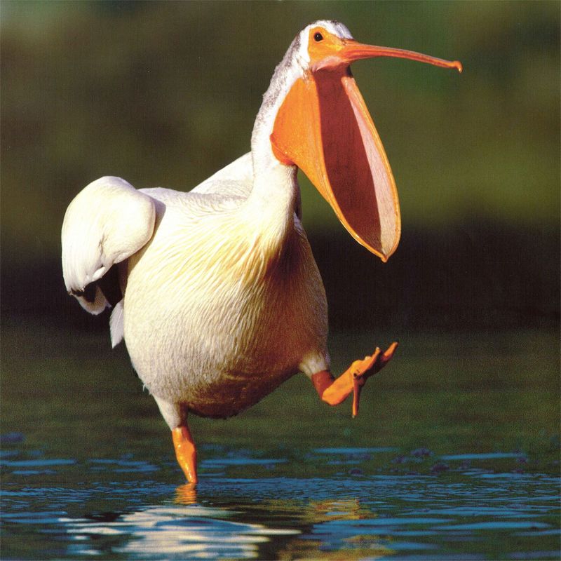 NLS-Animal Antics-Pelican; DISPLAY FULL IMAGE.