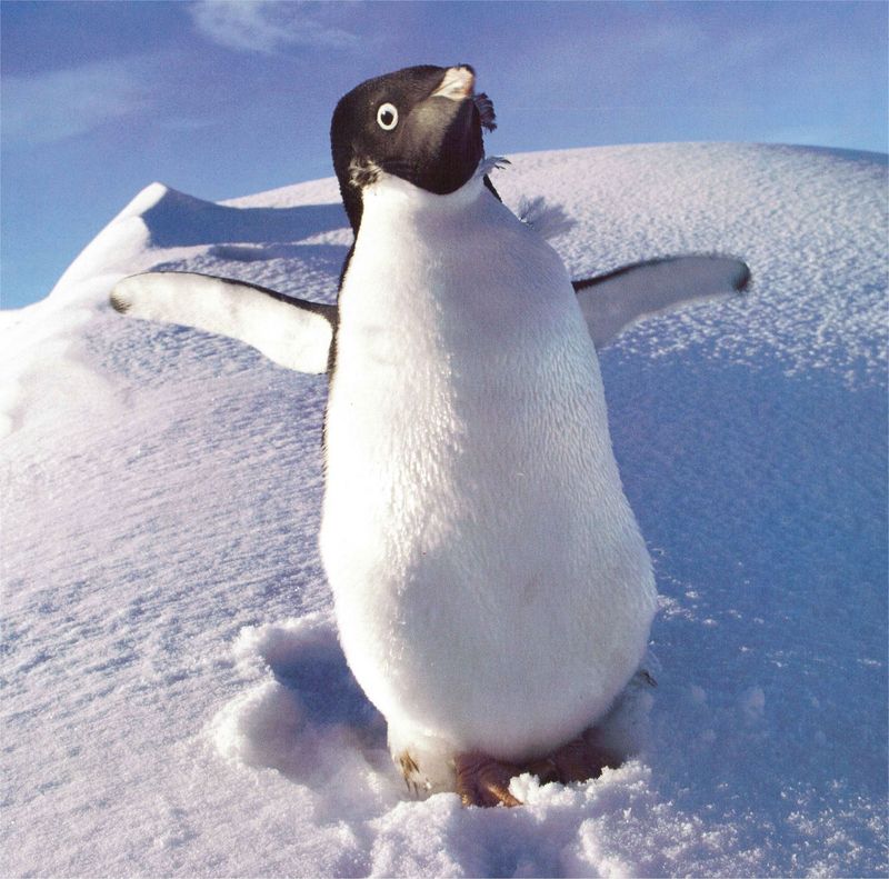 NLS-Animal Antics-Penguin; DISPLAY FULL IMAGE.