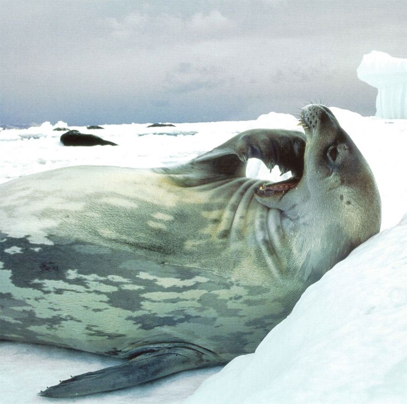 NLS-Animal Antics-seal; DISPLAY FULL IMAGE.