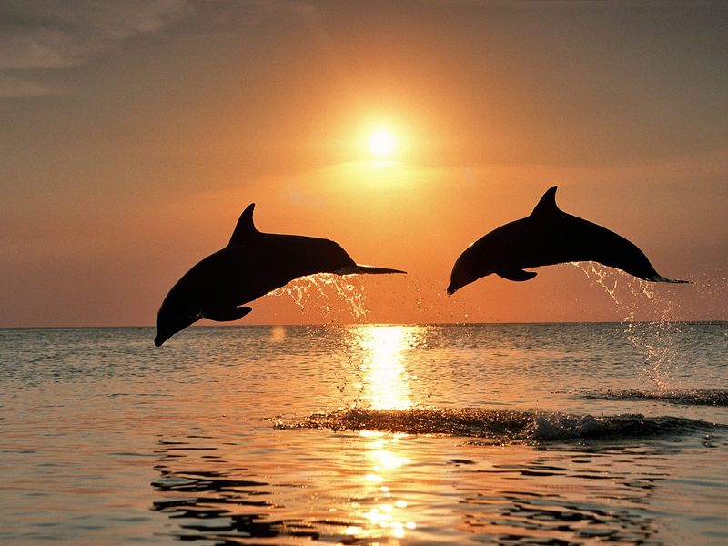 Daily Photos - Bottlenose Dolphins Jumping at Sunset Honduras; DISPLAY FULL IMAGE.