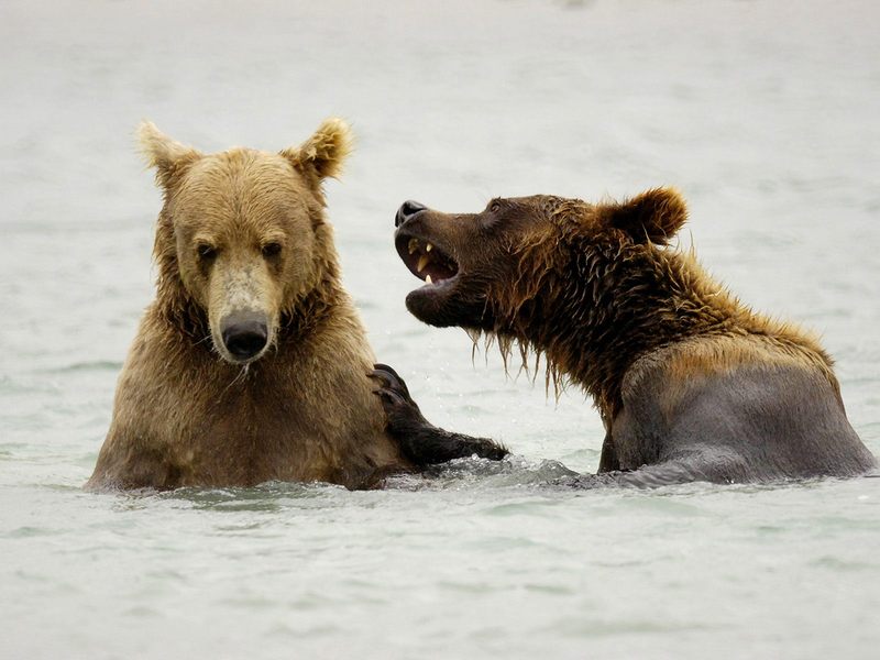 Daily Photos - Brown Bears Playing, McNeil River, Alaska; DISPLAY FULL IMAGE.