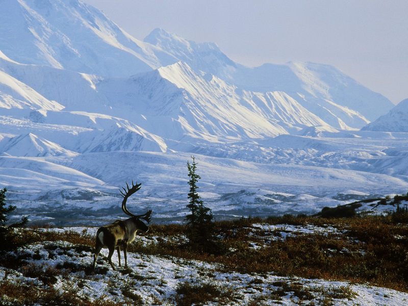 Daily Photos - Caribou Bull, Denali National Park, Alaska; DISPLAY FULL IMAGE.