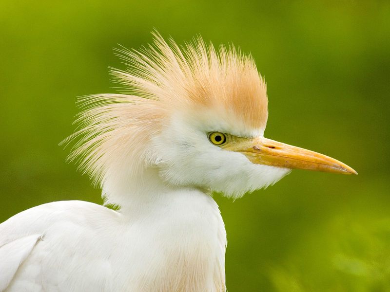 Daily Photos - Cattle Egret, Florida; DISPLAY FULL IMAGE.