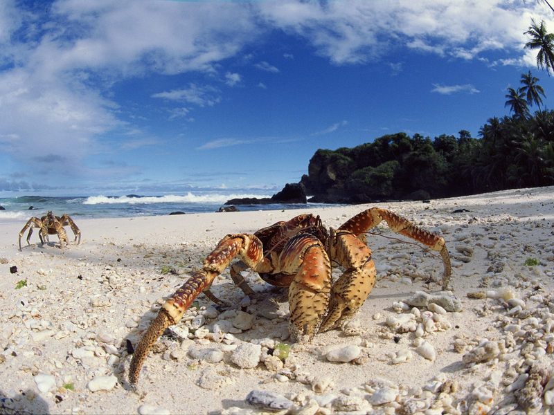 Daily Photos - Coconut Crabs, Christmas Island; DISPLAY FULL IMAGE.