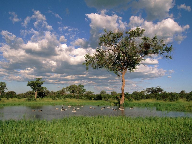 Daily Photos - Comb Ducks on Lake Savute Chobe National Park, Botswana; DISPLAY FULL IMAGE.