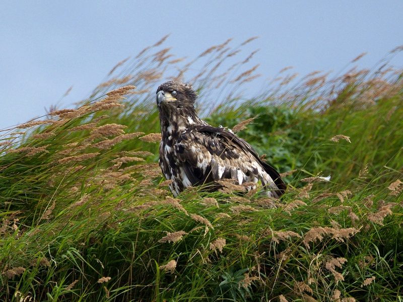 Daily Photos - Juvenile Bald Eagle, McNeil River, Alaska; DISPLAY FULL IMAGE.