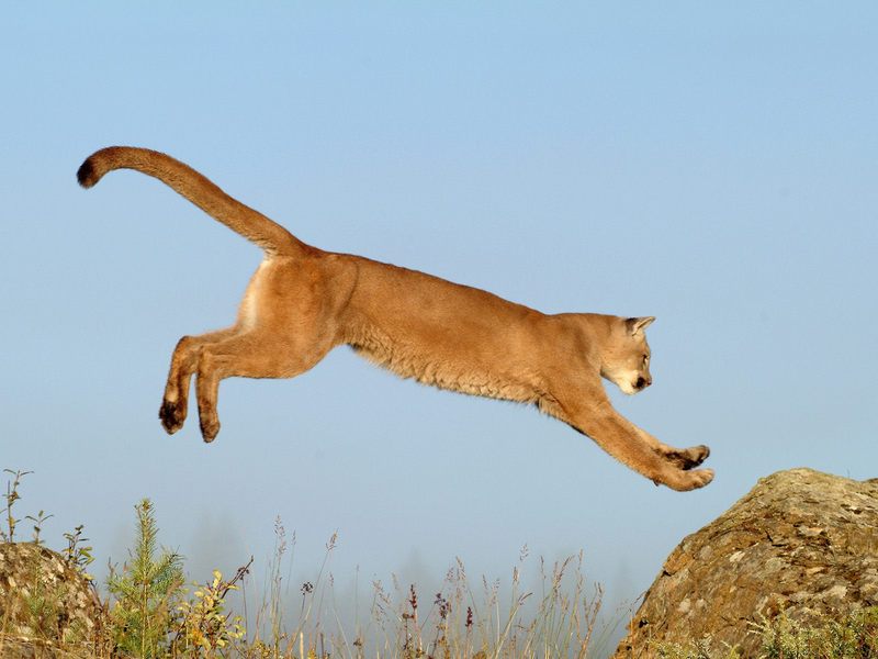Daily Photos - Leaping Cougar, Montana, USA; DISPLAY FULL IMAGE.