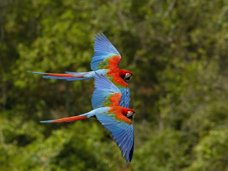 Daily Photos - Greenwing Macaws in Flight,  Brazil; DISPLAY FULL IMAGE.