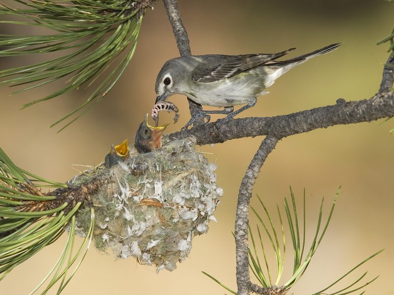Daily Photos - Plumbeous Vireo Mother With Hungry Chicks, White Mountains, Arizona, USA; DISPLAY FULL IMAGE.