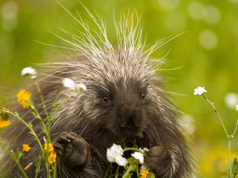Daily Photos - Porcupine and Wildflowers, California, USA; DISPLAY FULL IMAGE.