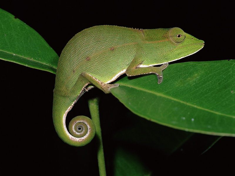 Daily Photos - Short-Nosed Chameleon at Night Mantadia National Park, Madagascar; DISPLAY FULL IMAGE.