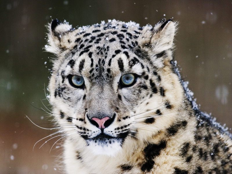 Daily Photos - Snow Leopard; DISPLAY FULL IMAGE.