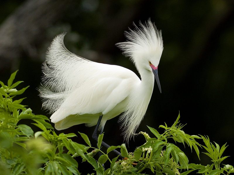 Daily Photos - Snowy Egret in Breeding Plumage, Florida, USA; DISPLAY FULL IMAGE.