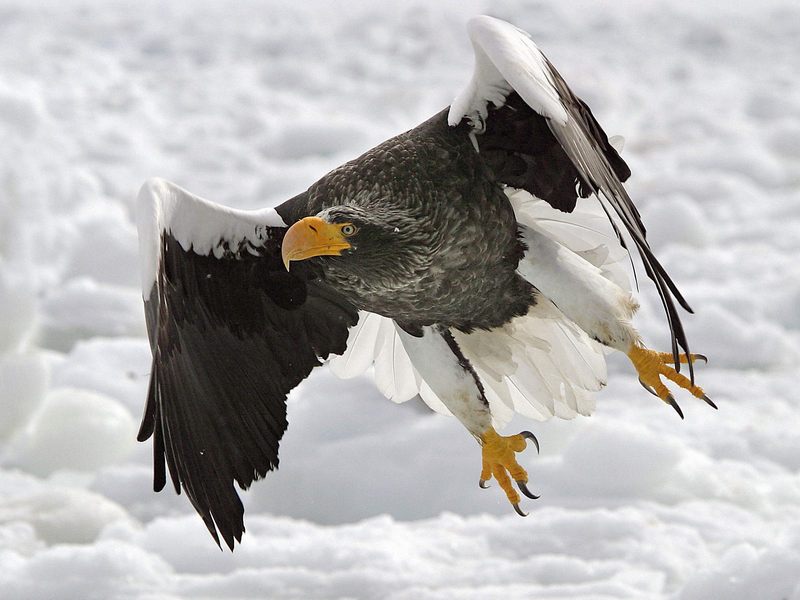 Daily Photos - Steller's Sea-Eagle; DISPLAY FULL IMAGE.
