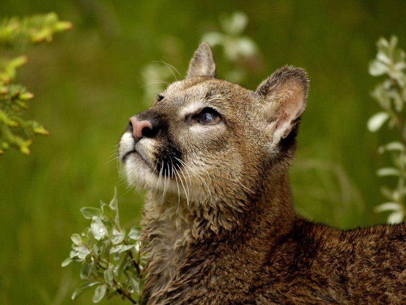 Daily Photos - Watchful Cougar, Montana, USA; DISPLAY FULL IMAGE.