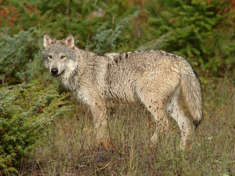 Daily Photos - Grey Wolf in Clearing Montana, USA; DISPLAY FULL IMAGE.