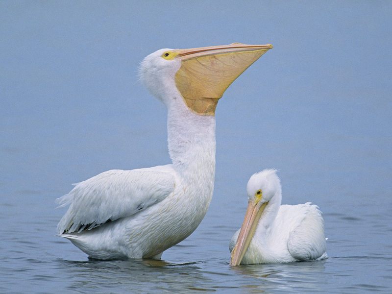Daily Photos - A Pair of Pelicans; DISPLAY FULL IMAGE.