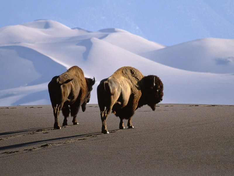 Daily Photos - Bison, Medano Zapata Ranch, The Nature Conservatory Preserve, Colorado, USA; DISPLAY FULL IMAGE.