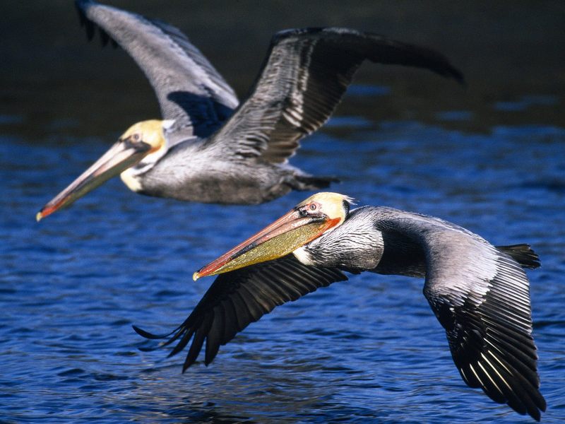 Daily Photos - Brown Pelicans in Flight; DISPLAY FULL IMAGE.