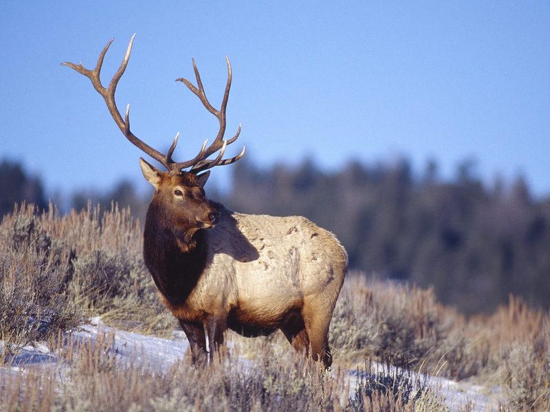 Daily Photos - Bull Elk, Yellowstone National Park, Wyoming, USA; DISPLAY FULL IMAGE.