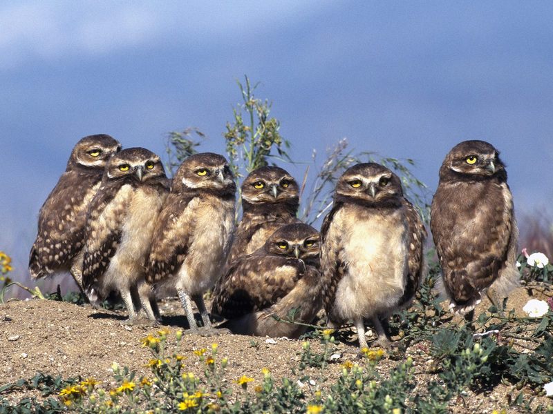 Daily Photos - Burrowing Owl Babies; DISPLAY FULL IMAGE.
