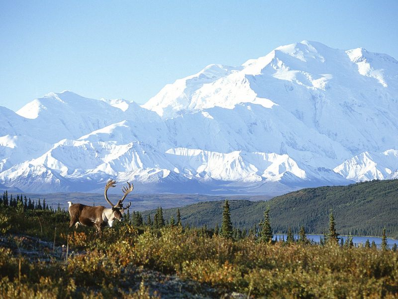 Daily Photos - Caribou and Mount McKinley Denali National Park, Alaska; DISPLAY FULL IMAGE.