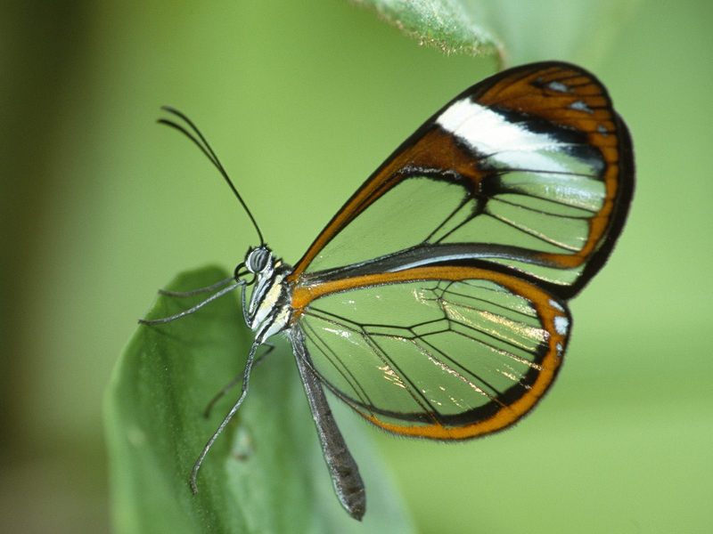 Daily Photos - Clear Wing Butterfly; DISPLAY FULL IMAGE.
