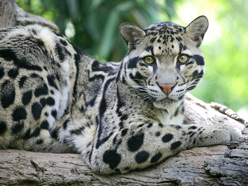 Daily Photos - Clouded Leopard, Nashville Zoo at Grassmere, Tennessee, USA; DISPLAY FULL IMAGE.