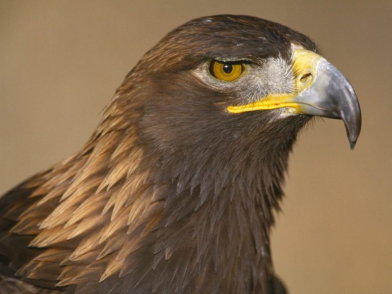 Daily Photos - Golden Eagle; DISPLAY FULL IMAGE.
