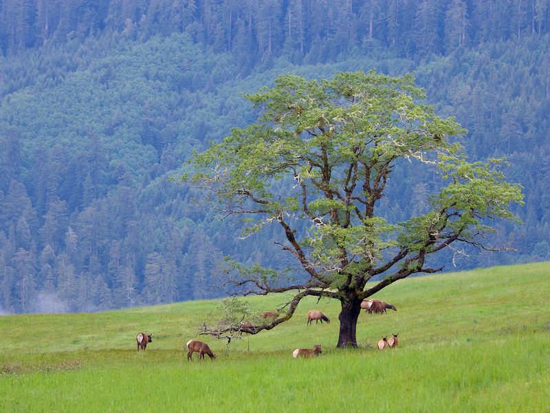 Daily Photos - Grazing Elk, Bald Hills Redwood National Park, California, USA; DISPLAY FULL IMAGE.