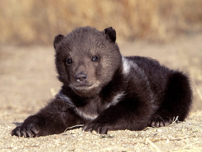 Daily Photos - Grizzly Bear Cub; DISPLAY FULL IMAGE.
