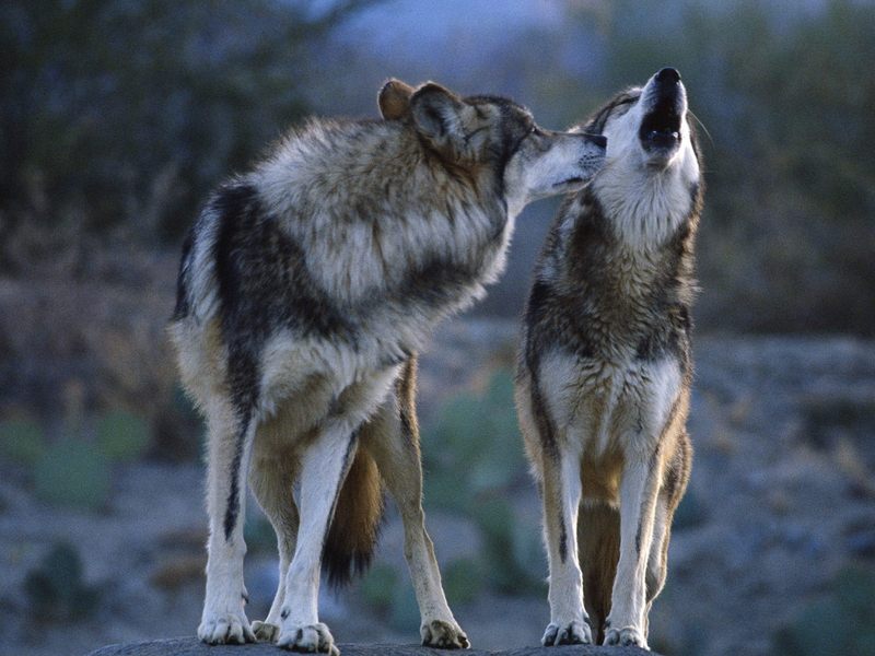 Daily Photos - Howling Mexican Wolves; DISPLAY FULL IMAGE.